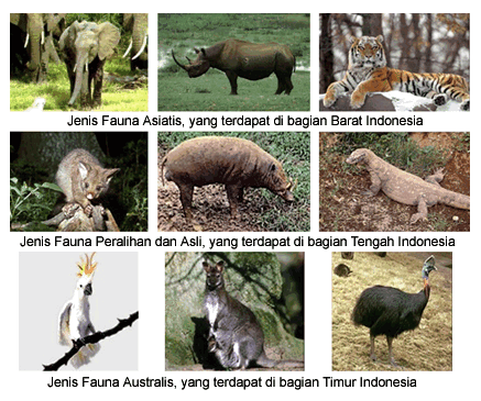 Peta Indonesia Peta Persebaran Fauna Di Indonesia 