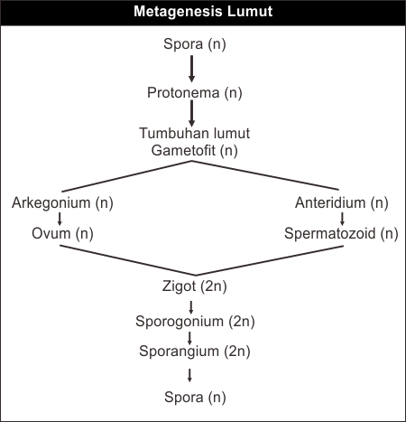 Bagan Metagenesis Lumut Rumushitung Com