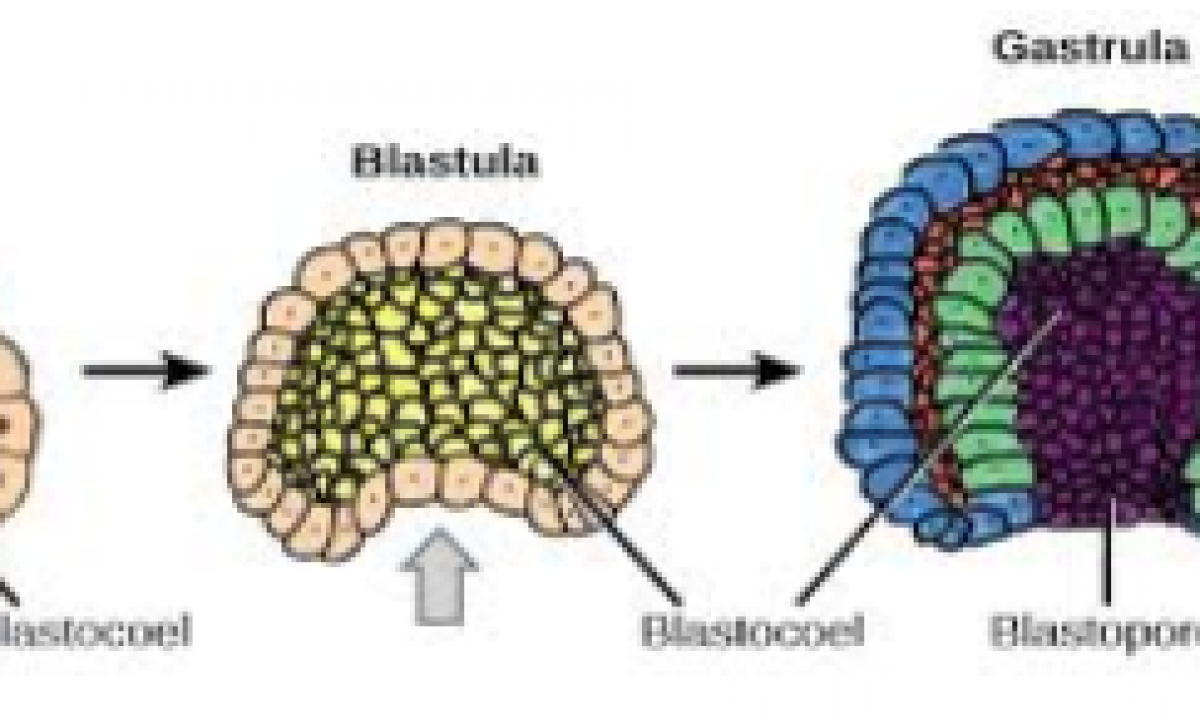 Apakah yang dimaksud dengan morula blastula dan gastrula